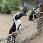 Cheyenne Mountain Zoo