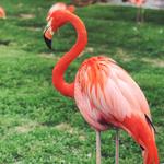 Tulsa Zoo