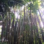 El Yunque