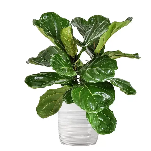Fiddle Leaf Fig Plant 24 in. to 34 in. Tall in 10 in. White Decor Pot