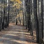 Carolina North Forest