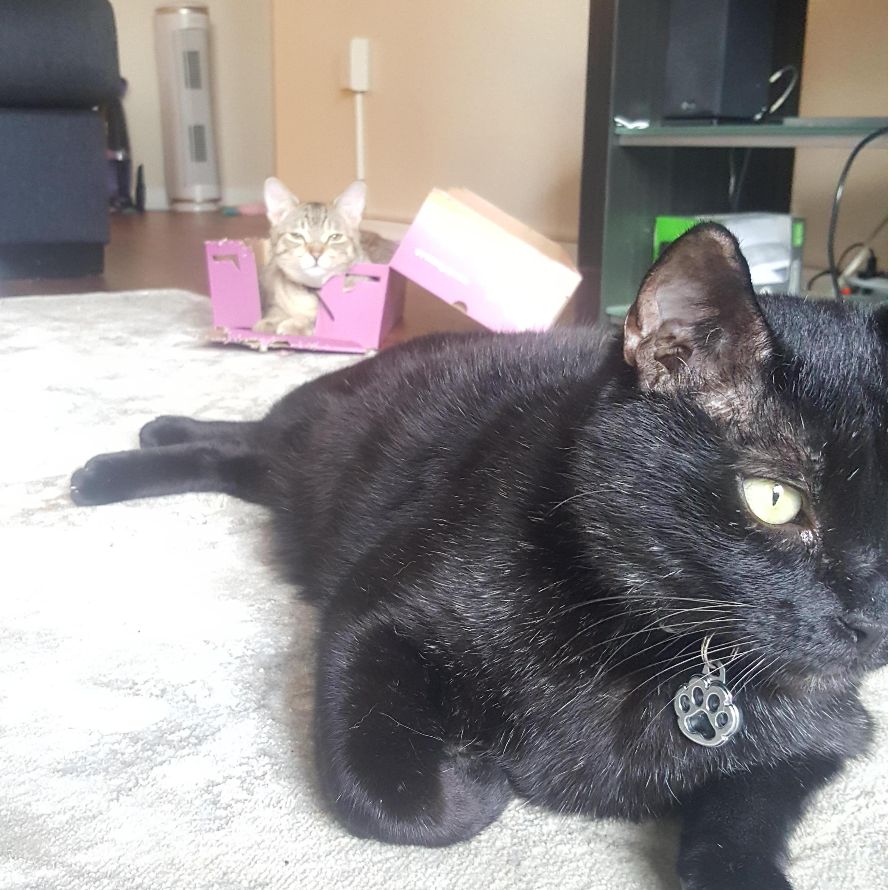 MORE KITTIES!