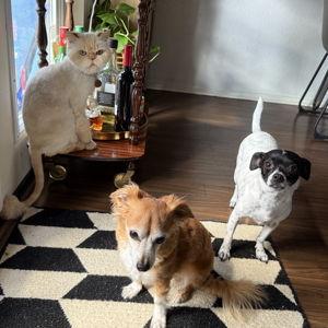 Pet Hotel For Our Honeymoon