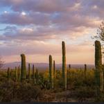 Arizona-Sonora Desert Museum