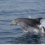 Clearwater Marine Aquarium
