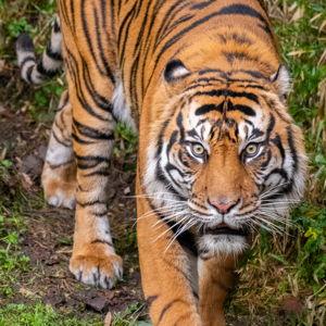 Zoo Daytime Tickets