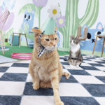 Save the Meow Meows Cat Lounge