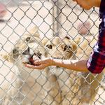 Lion Habitat Ranch inc