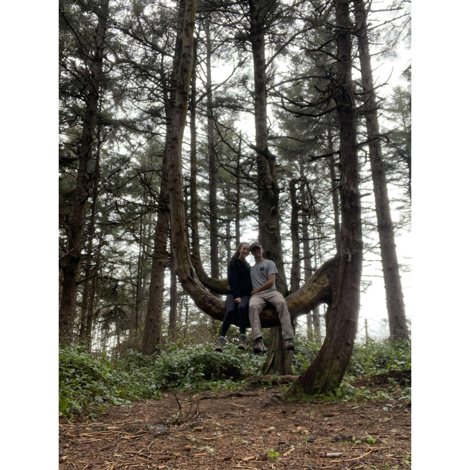 Sitting on the branch of a beautiful tree in Coos Bay, OR.