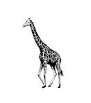 Omaha's Henry Doorly Zoo and Aquarium