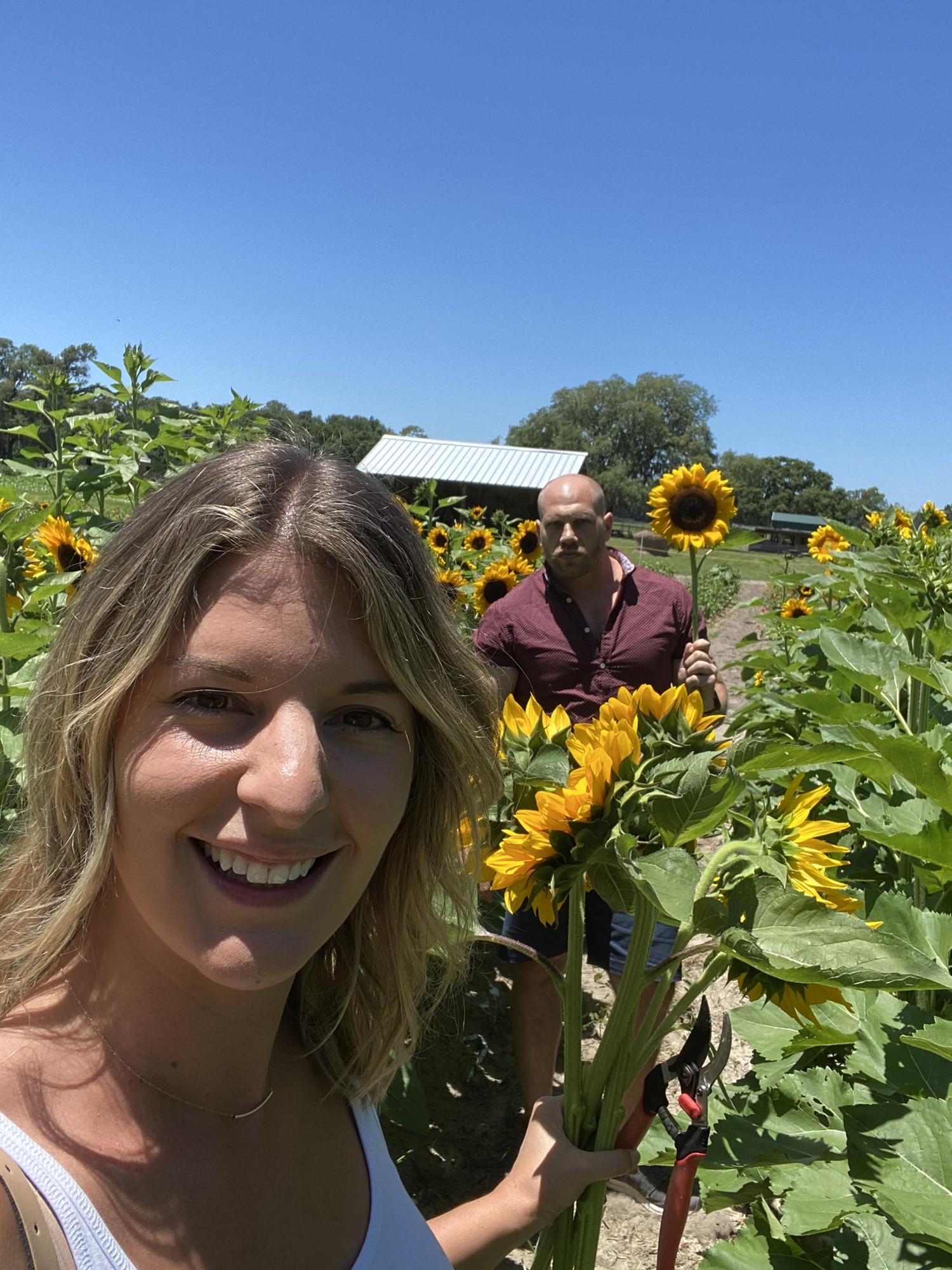Sunflower picking during COVID 🌻
