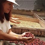 Coffee Harvesting Tour