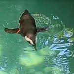 The Dallas World Aquarium