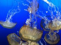 Omaha's Henry Doorly Zoo and Aquarium