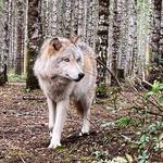 Roam Wolfdog Sanctuary