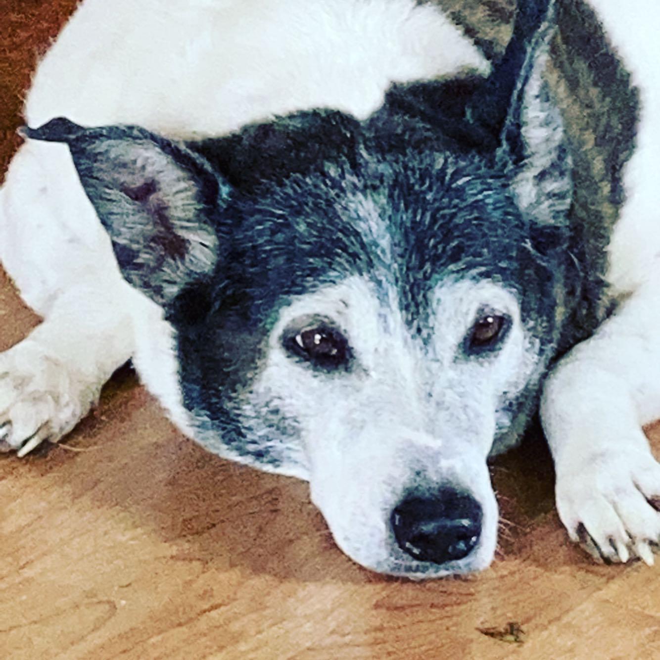 Chomsky the Dog