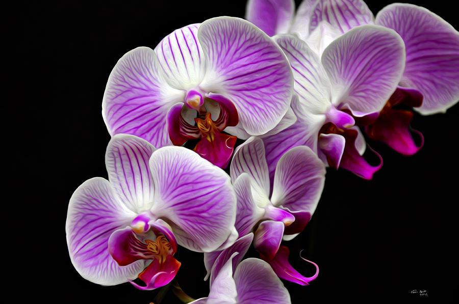 The Wedding Website of RiTara Williams and Frederio Makkakella