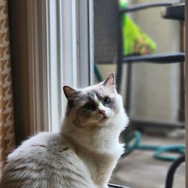 Cat food/insurance fund