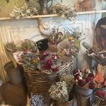 The Quiet Botanist