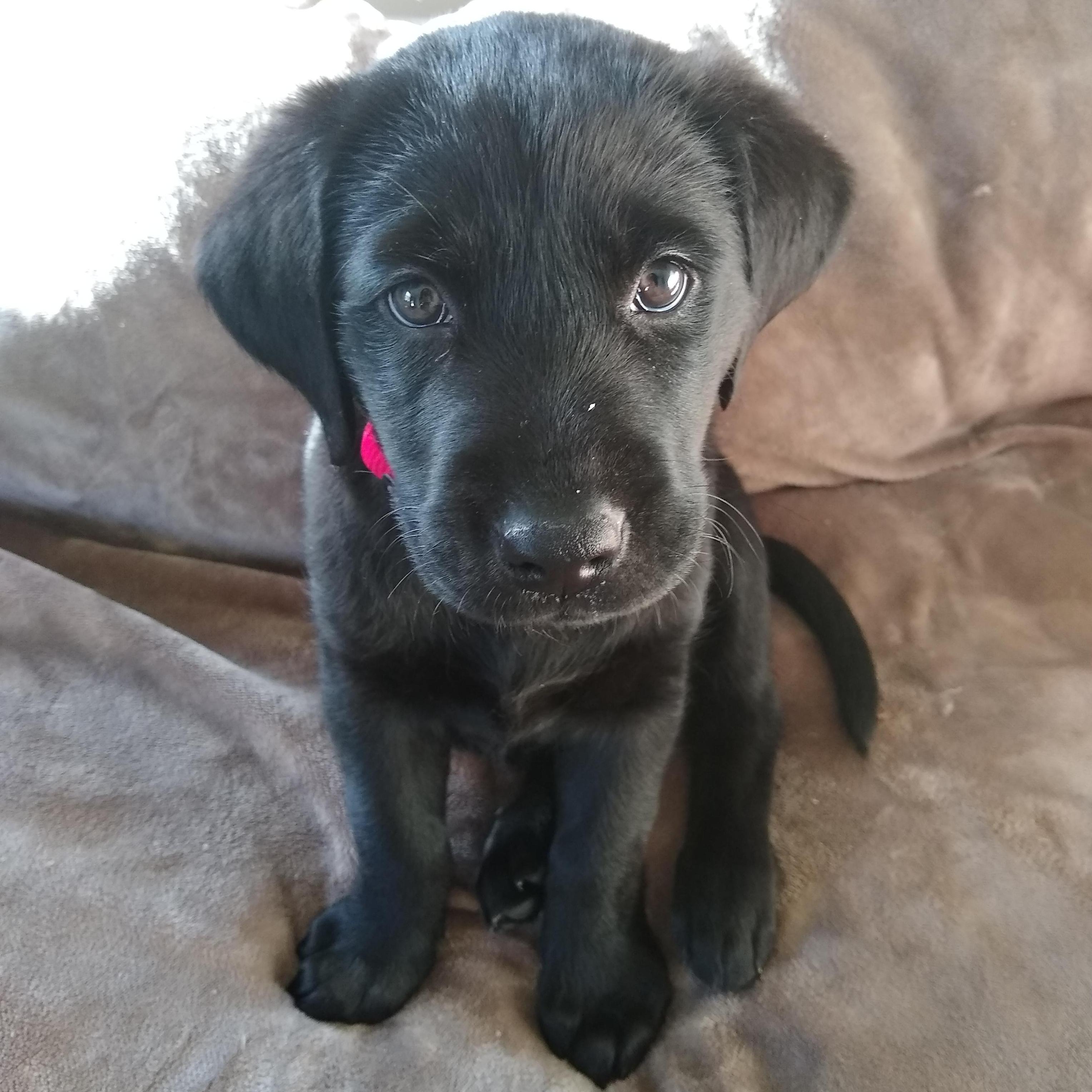 Baby Bobo - 2019