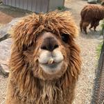 Living Treasures Animal Park