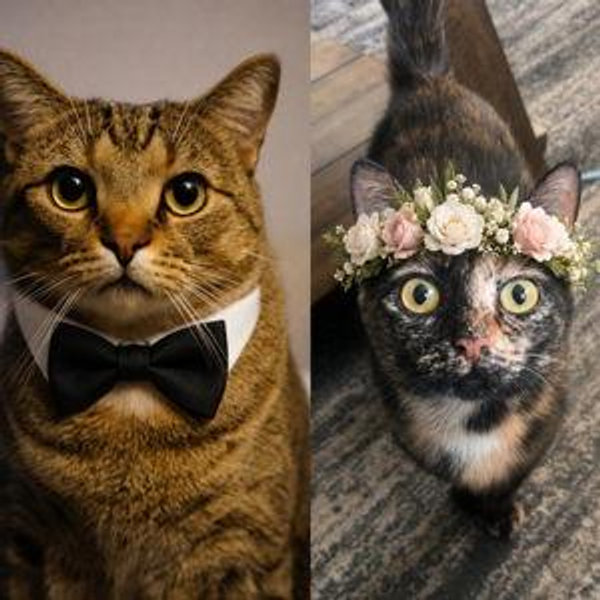 Pet Hotel For Our Honeymoon