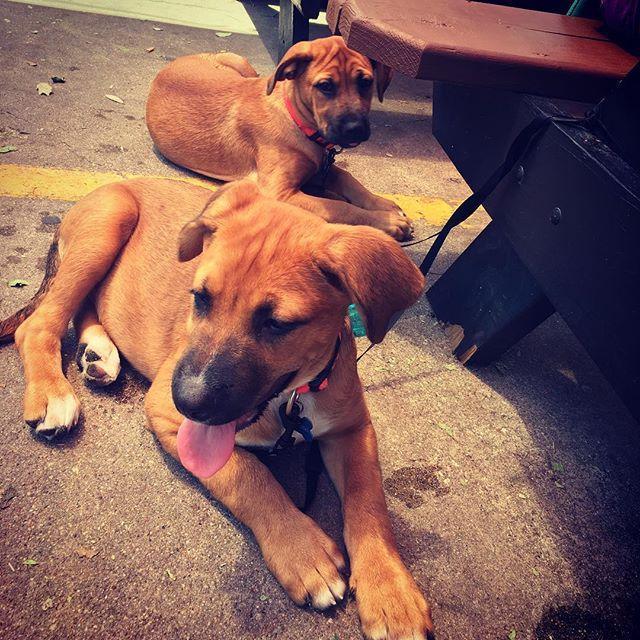 Pups!