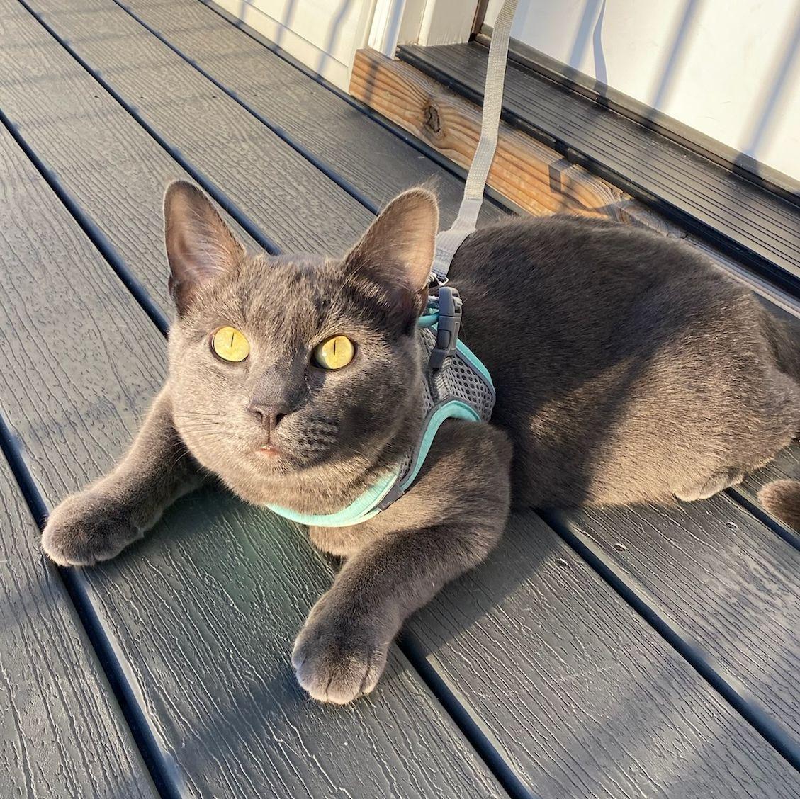 Our first born, Mitchy, who we had no plan of ever adopting... until I had a dream about him after seeing him at the Humane Society.