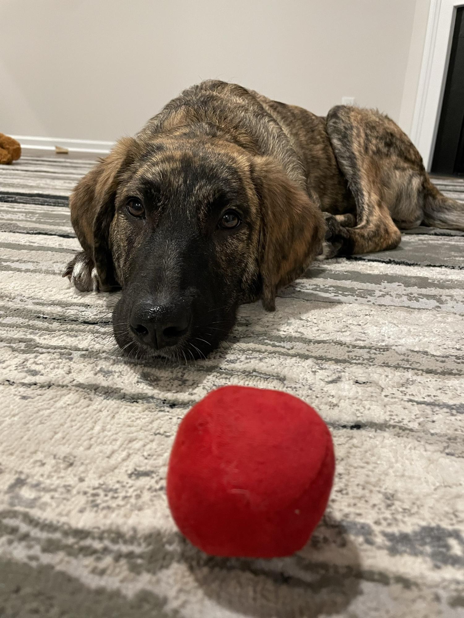 Alex brought in a puppy from the streets of North Macedonia and Jill flew her back over thanksgiving. Meet Luna !