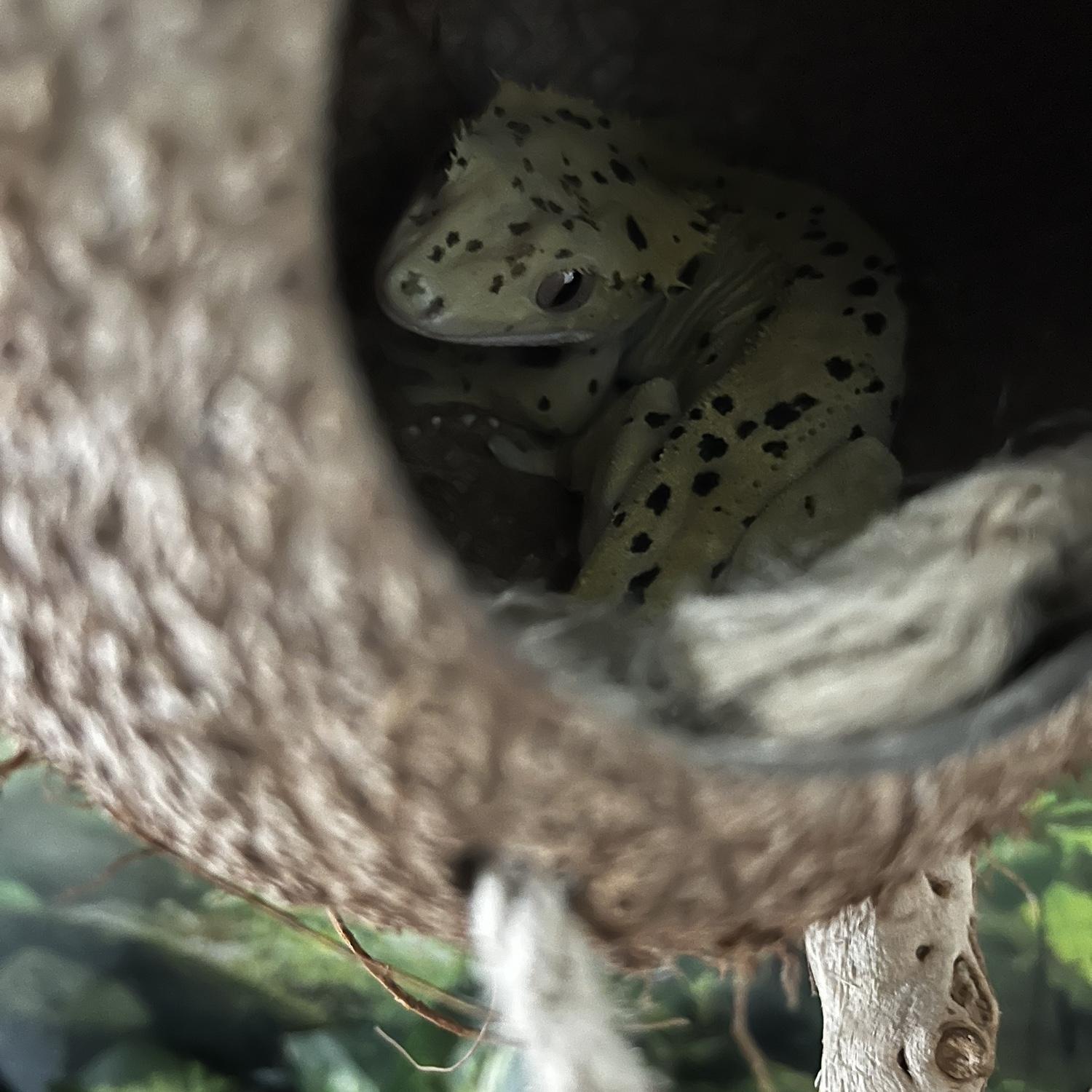 Madi’s gecko, Juice!