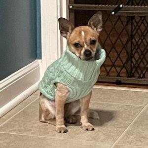 Ginger Hotel/Pet Sitter For Our Honeymoon