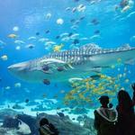 Georgia Aquarium