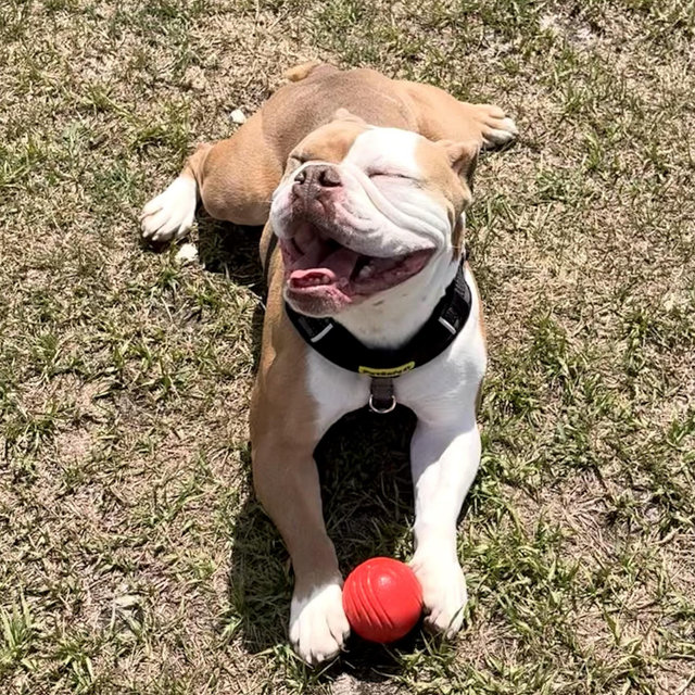 Chops Toy Fund!