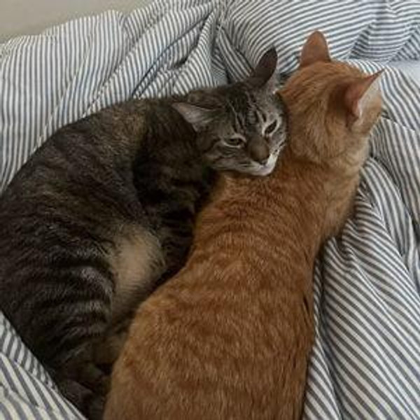 Upgrading to a King Bed