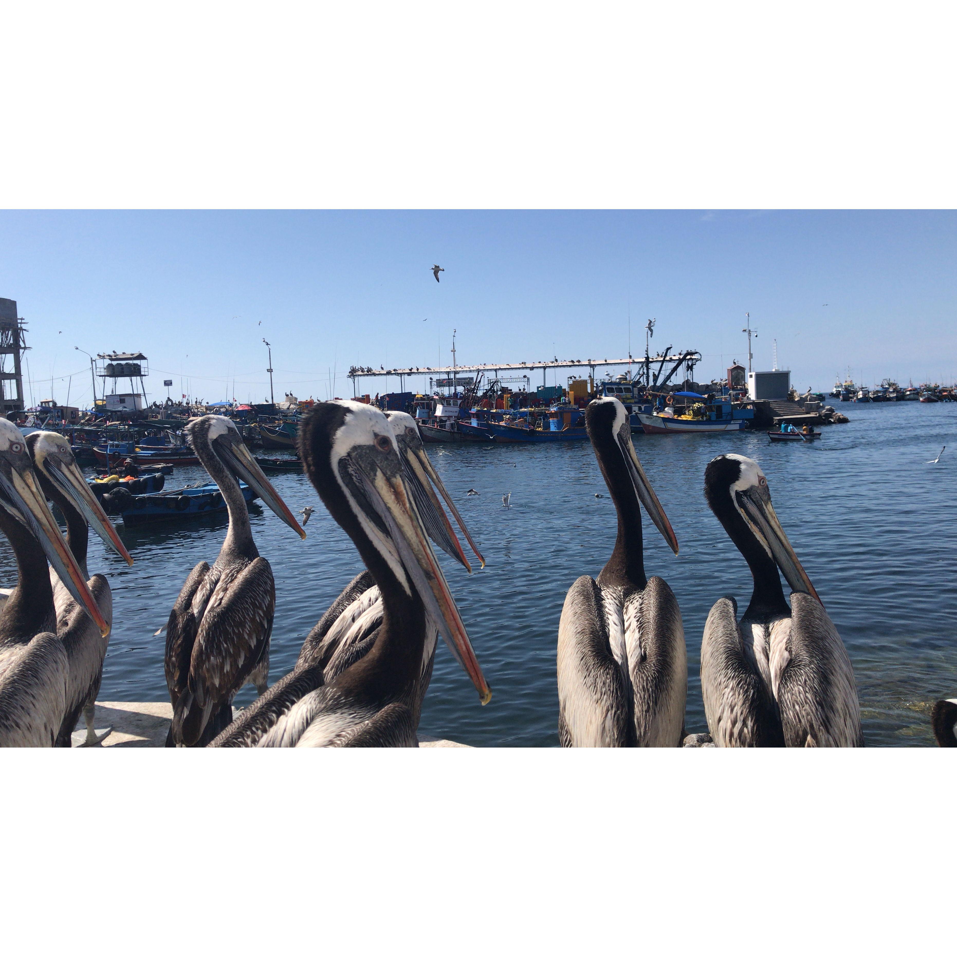 Make new friends in the city!
