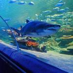 Greater Cleveland Aquarium