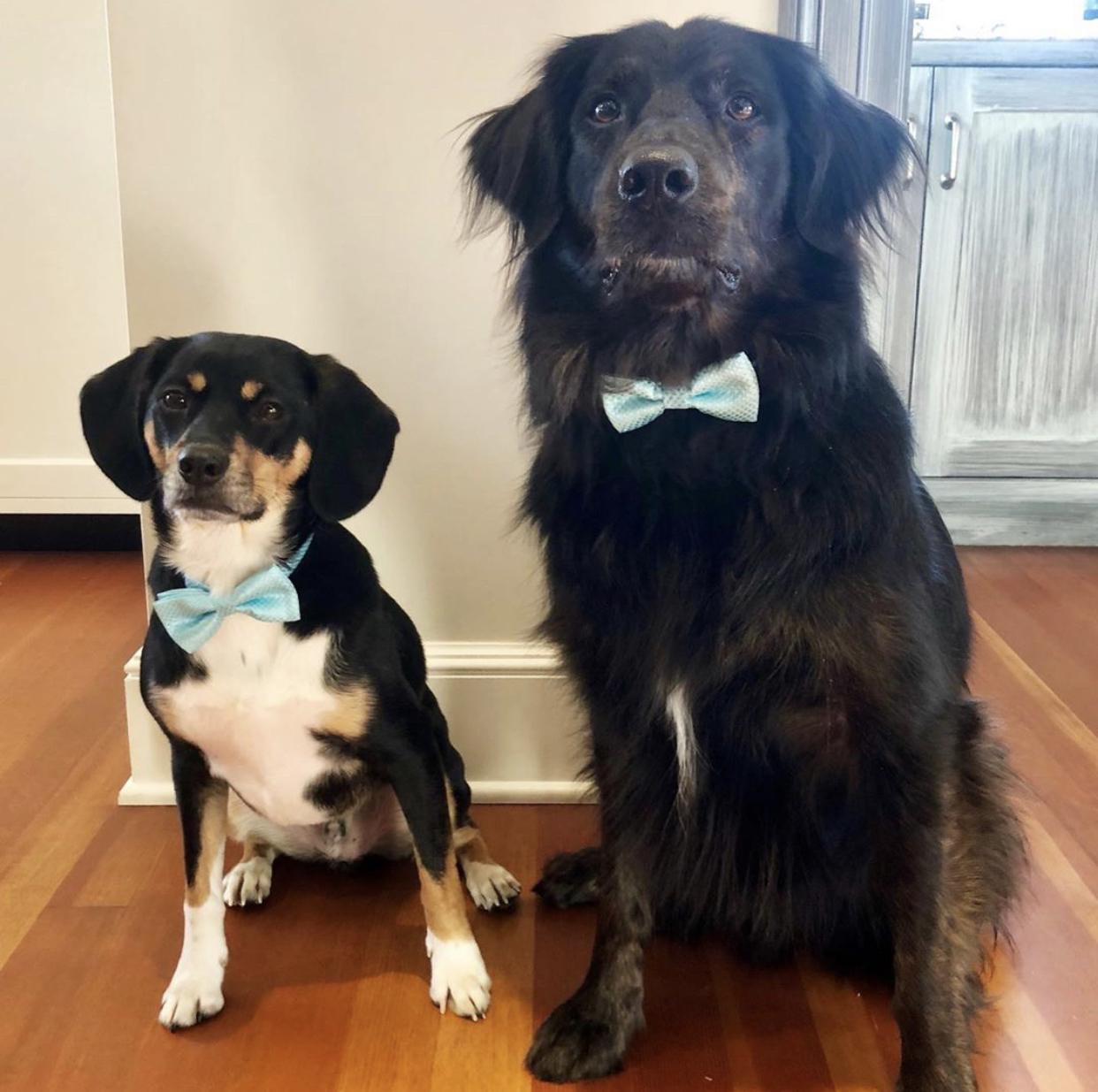 Samson & Bear