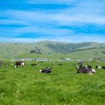 Nicasio Valley Cheese Company