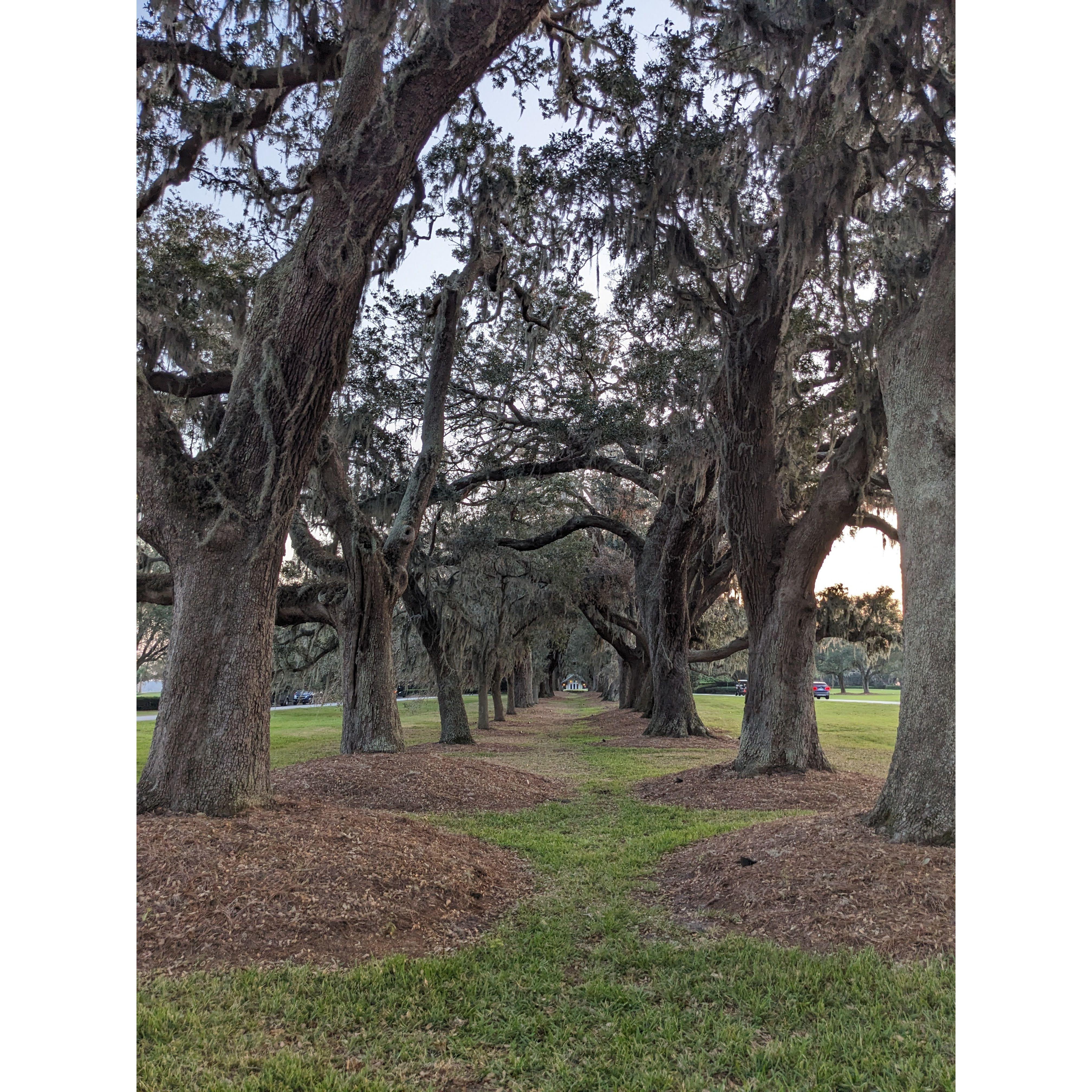 What Julie was too busy photographing to notice Philip had gotten down on one knee <3 ~ The Avenue of the Oaks 10.2024
