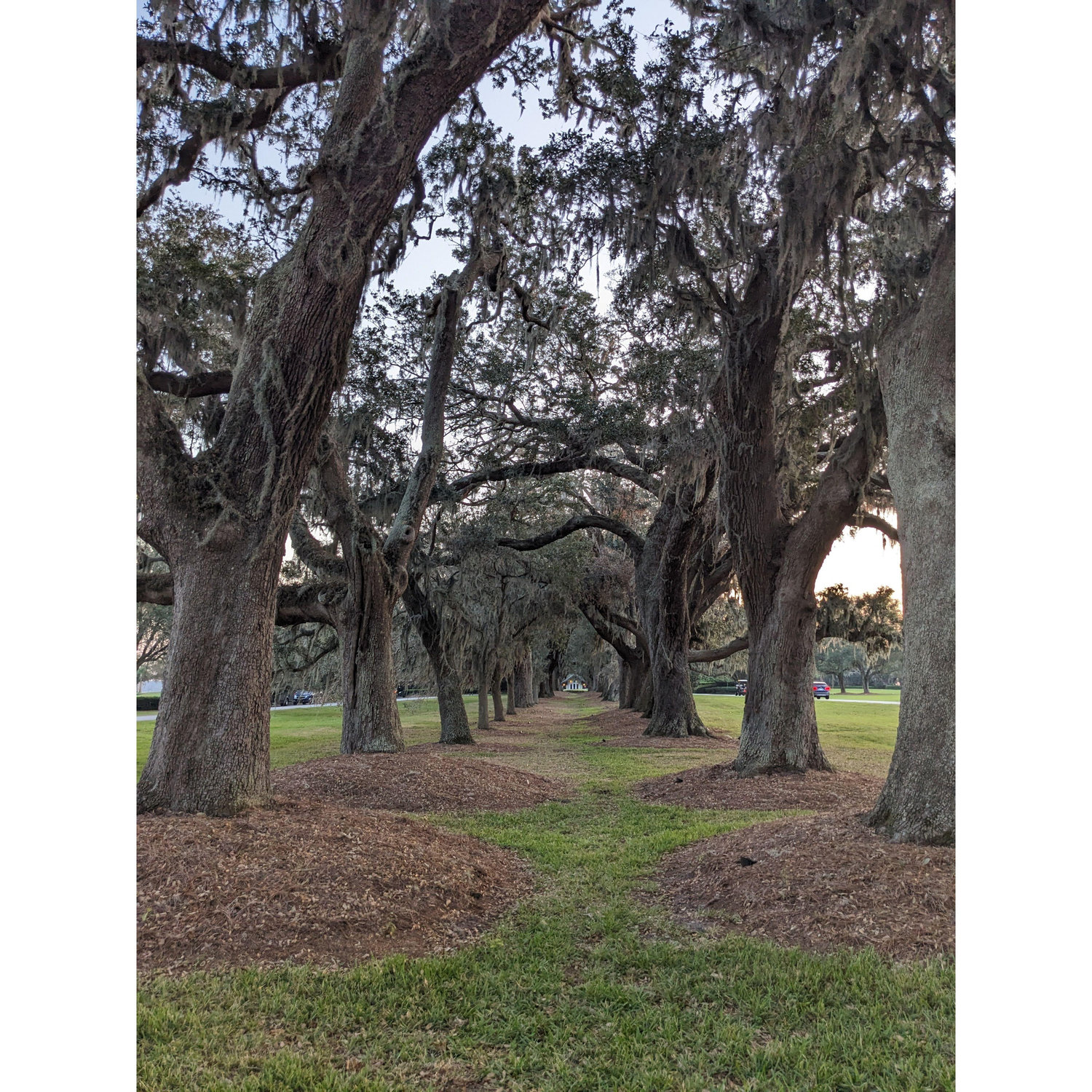 What Julie was too busy photographing to notice Philip had gotten down on one knee <3 ~ The Avenue of the Oaks 10.2024