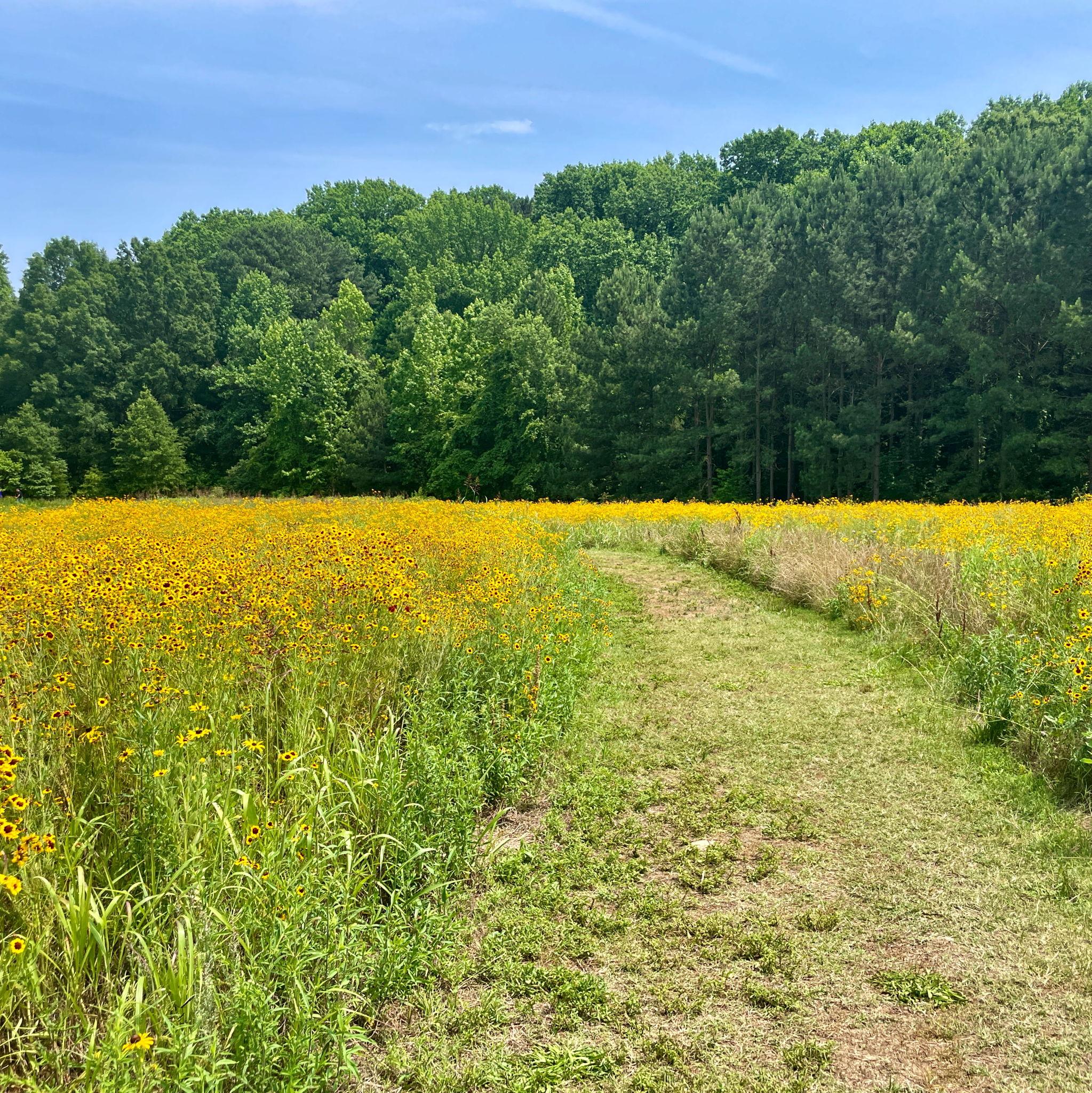 Flower patch next to where Cameron proposed at the NC Museum of Art