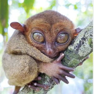 Tarsier Sanctuary Excursion