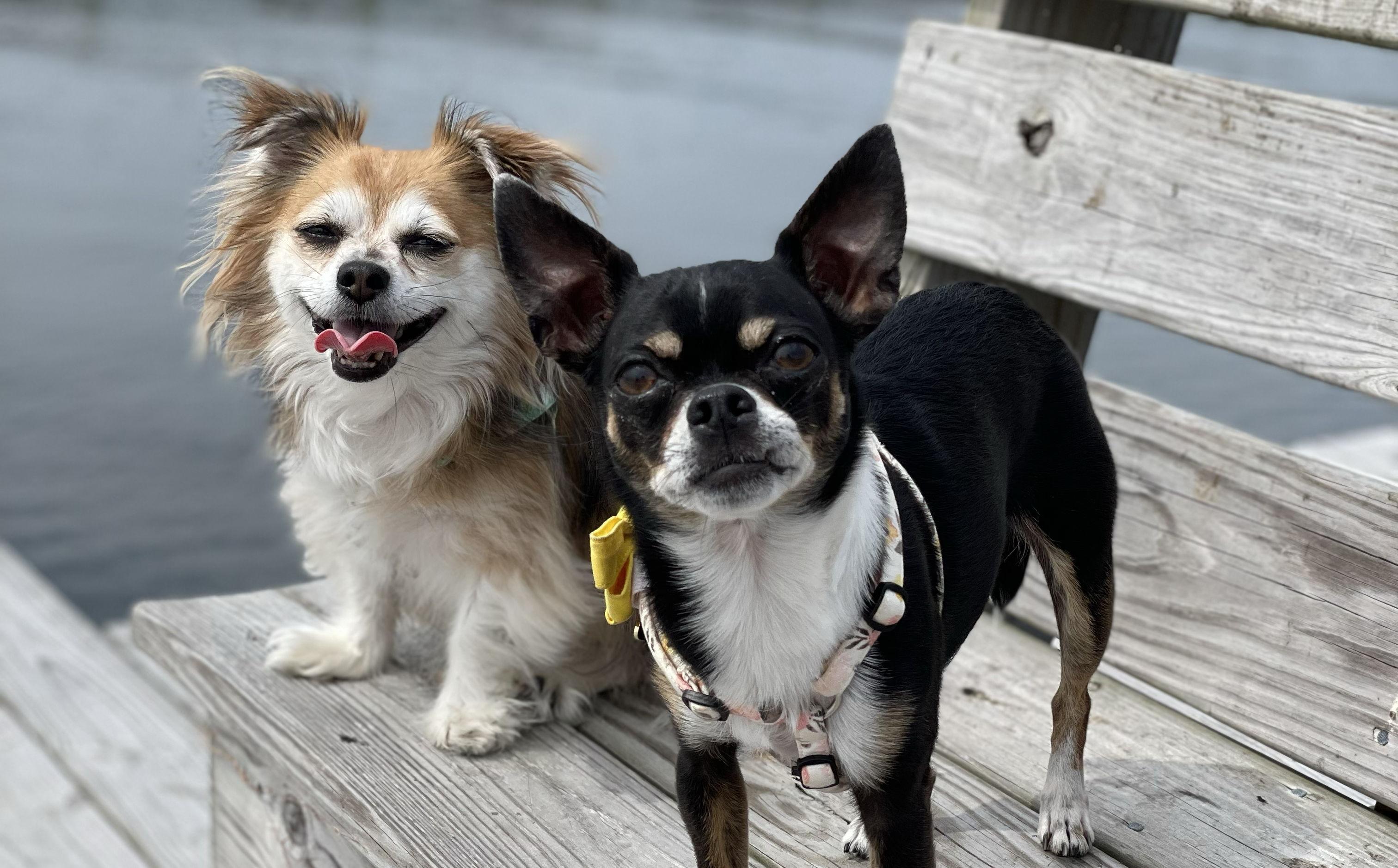The Wedding Website of Rachel DiBattista and Matt Reynolds