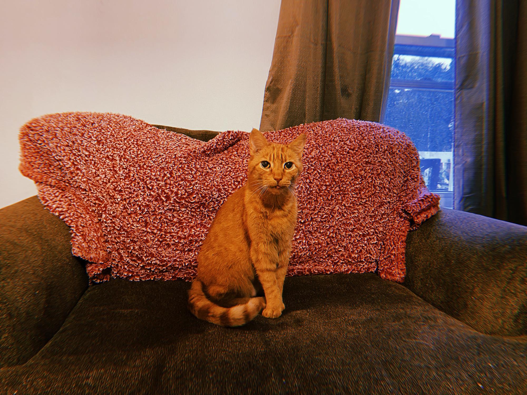 Our former kitty Benjamin. He was the best boy in the world. We miss him so so much ❤️