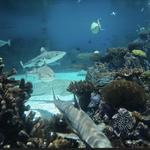 Baltimore Aquarium