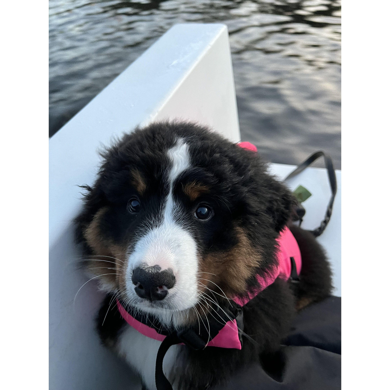 Newest Tufts Assistant Coach, Frankie! Fall 2022.