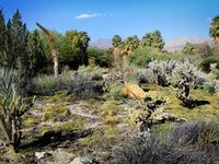 The Living Desert Zoo and Gardens