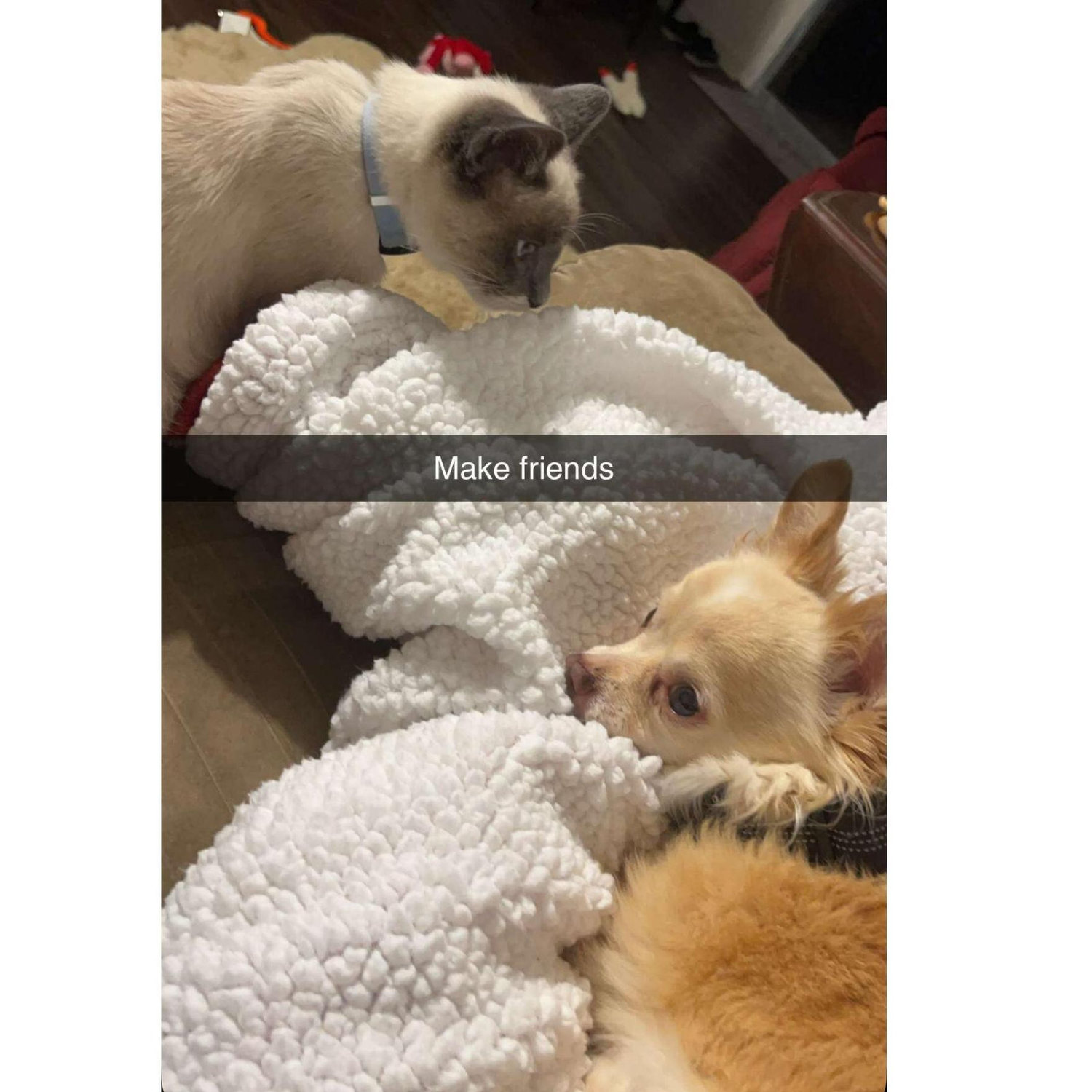 Our fur babies, Tucker the chihuahua and Mischief the cat!