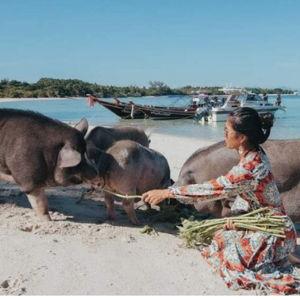 Pig Island Tour (Koh Samui)