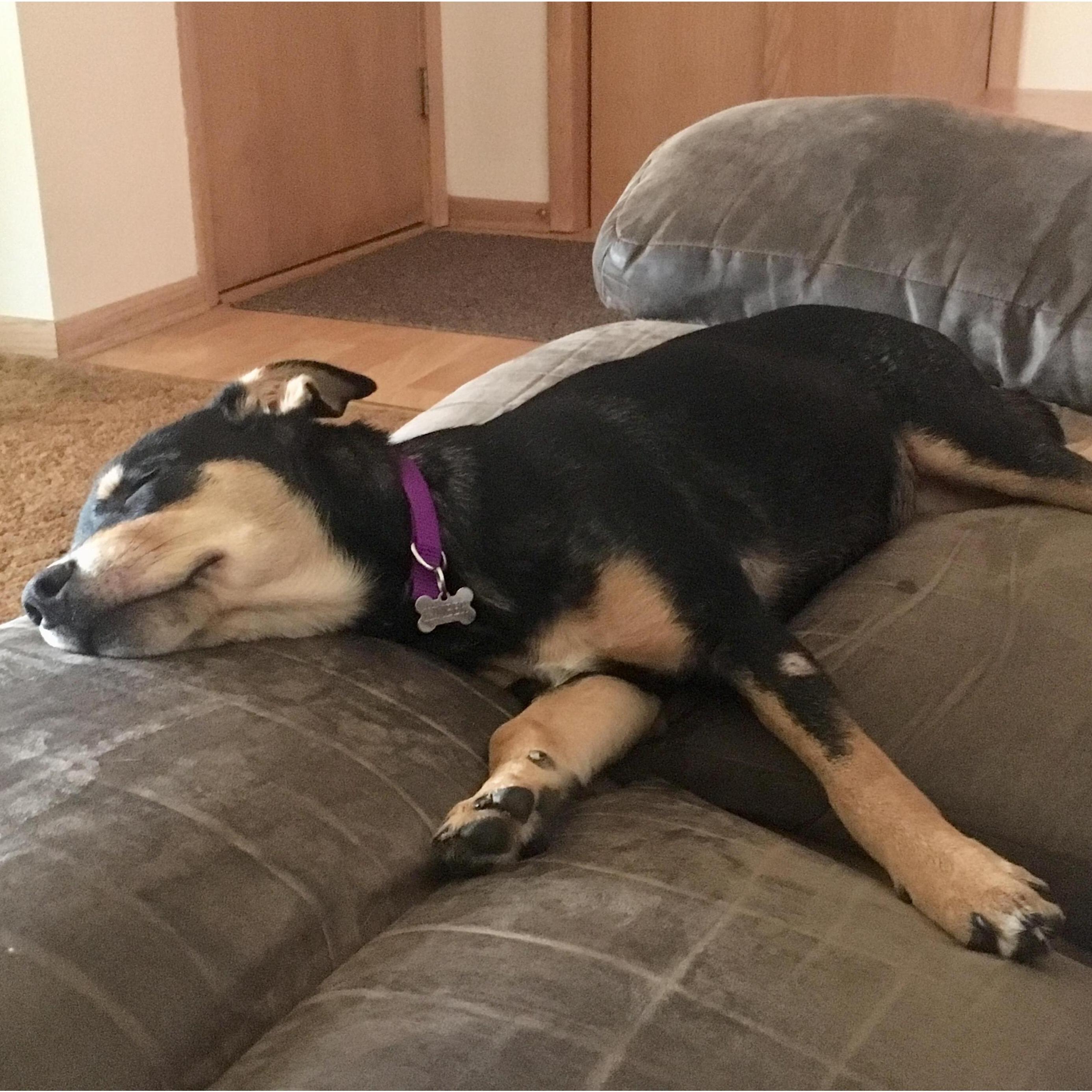 Our lazy girl, Kimber.